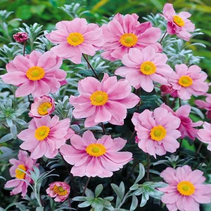 Serenade Japanese Anemone