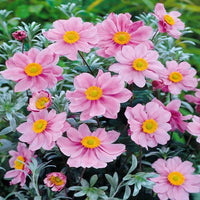 Serenade Japanese Anemone