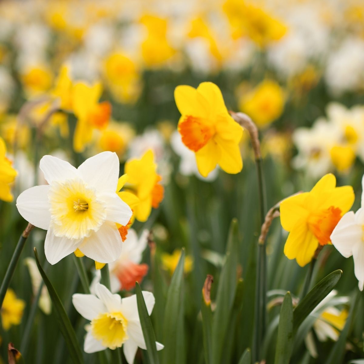 Daffodil- Mixed Single