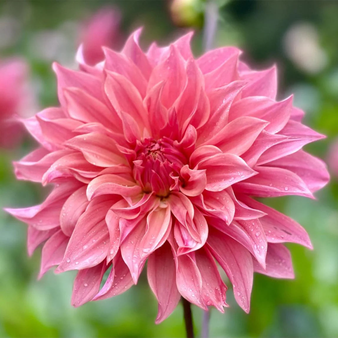Dahlia- Carlos Watermelon (Tuber)