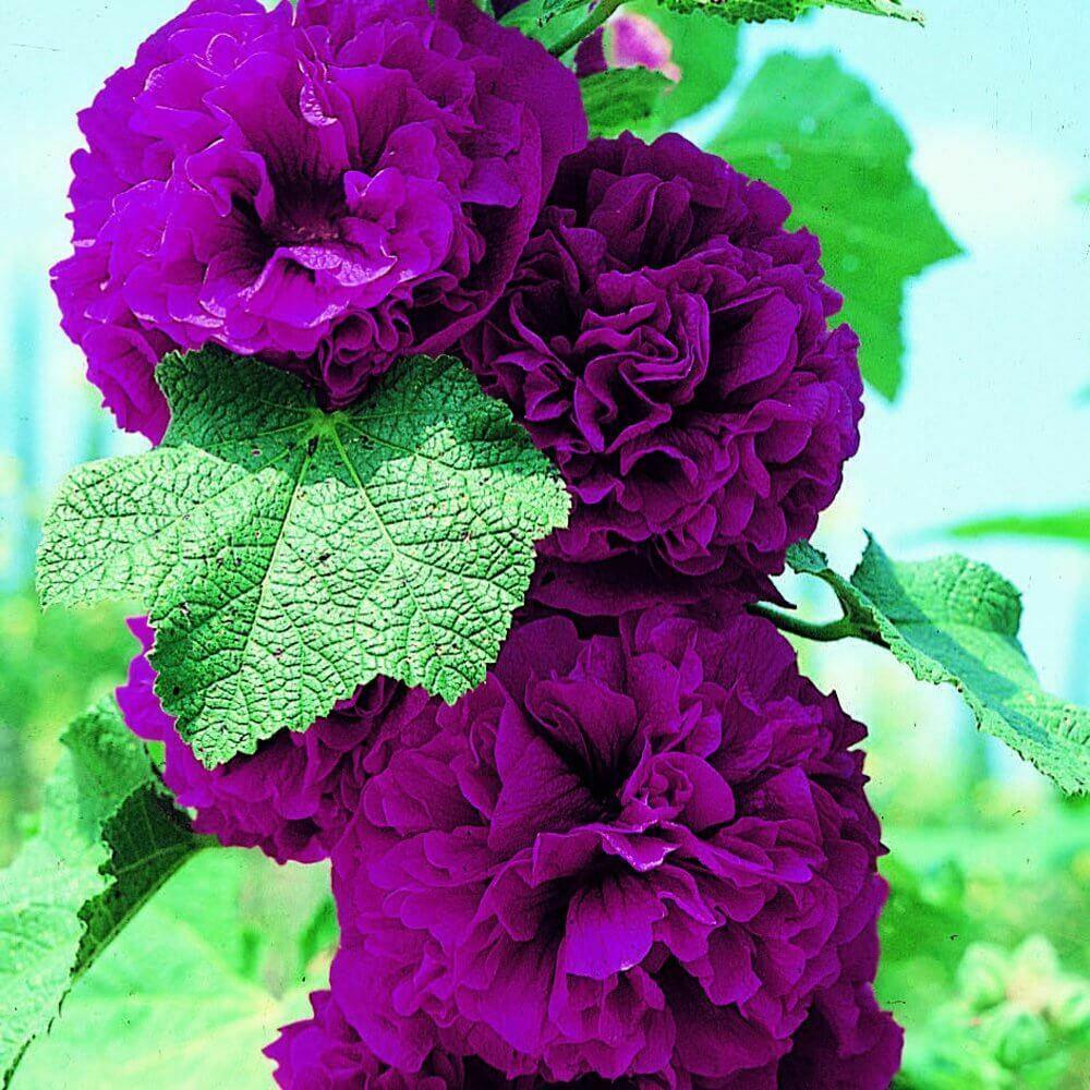 Chater's Double Violet Hollyhock
