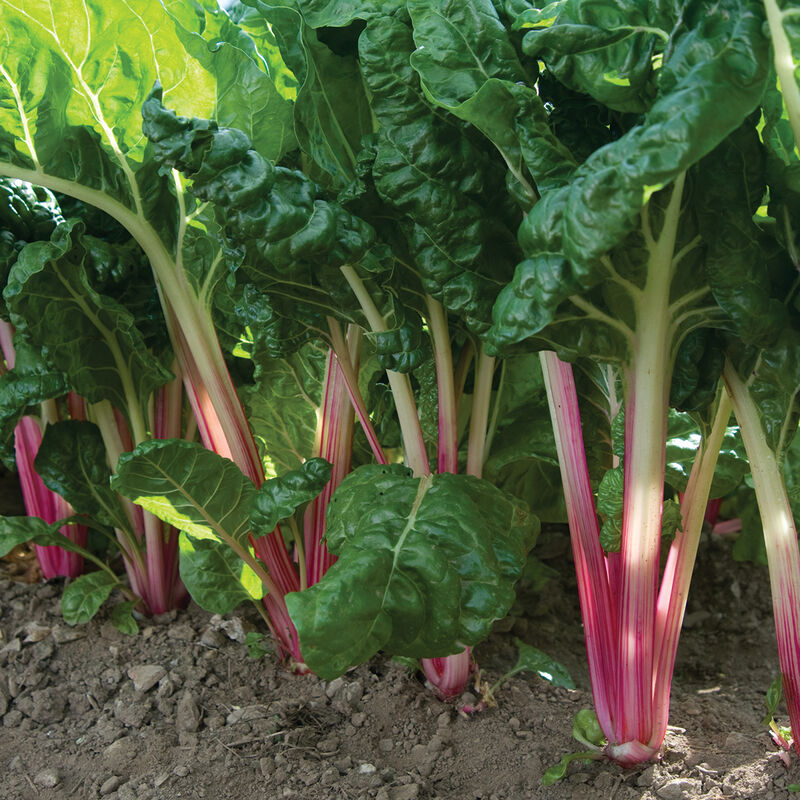 Peppermint Swiss Chard