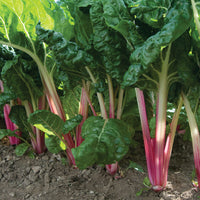 Peppermint Swiss Chard