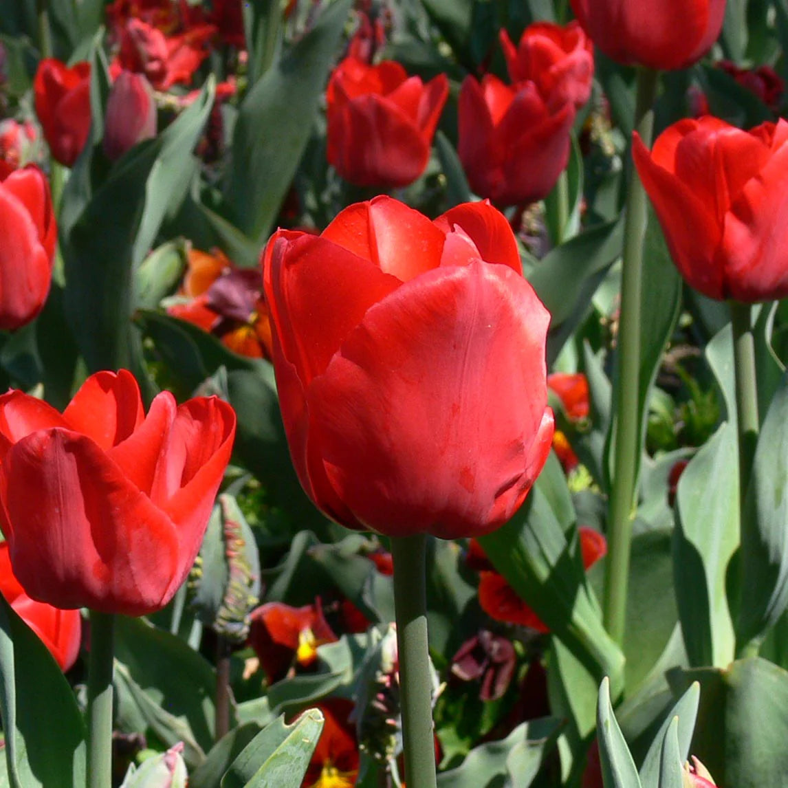 Escape Tulip Super Sak Seeds