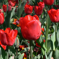 Escape Tulip Super Sak Seeds