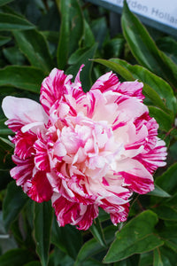 Candy Stripe Peony