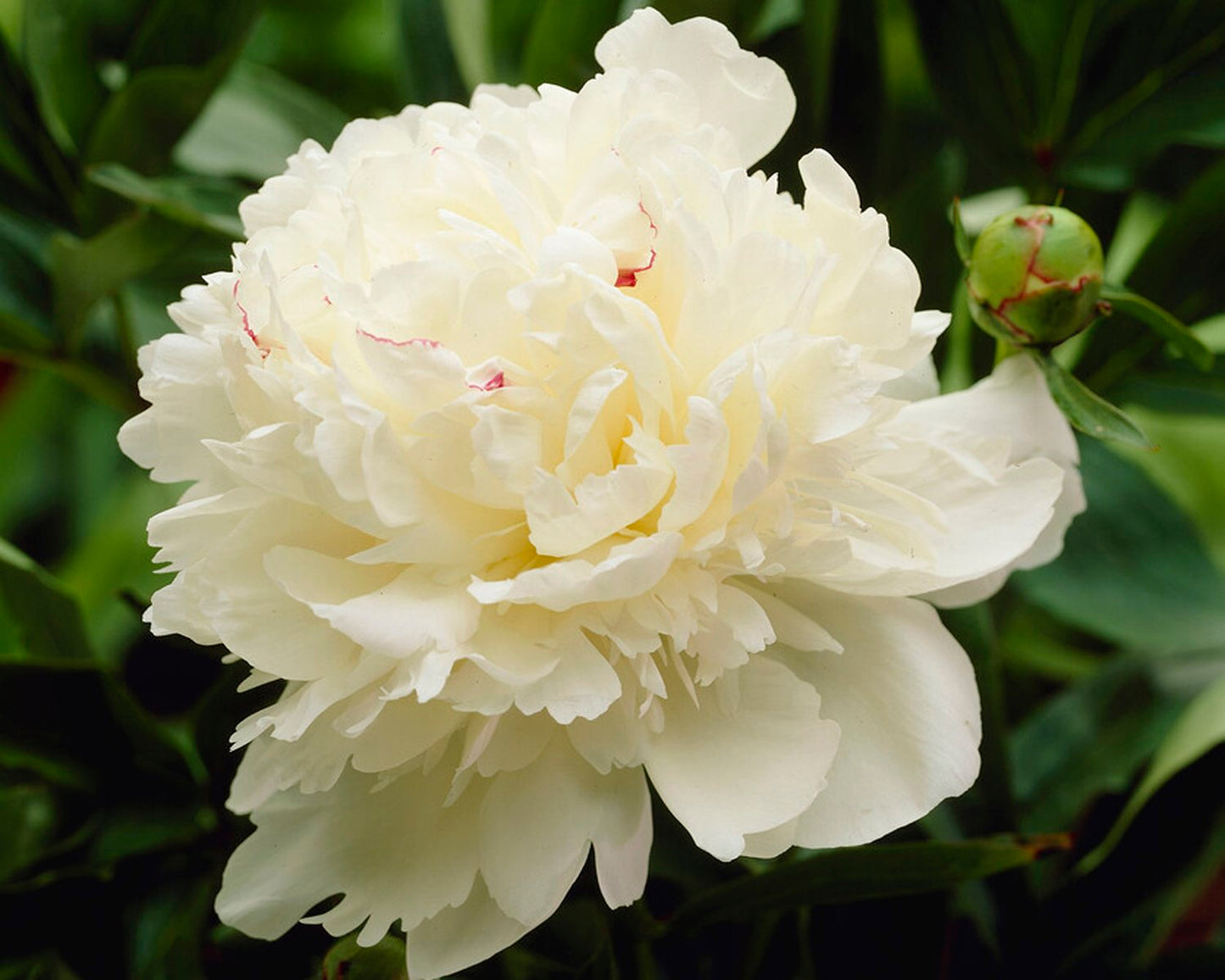 Marie Lemoine Peony