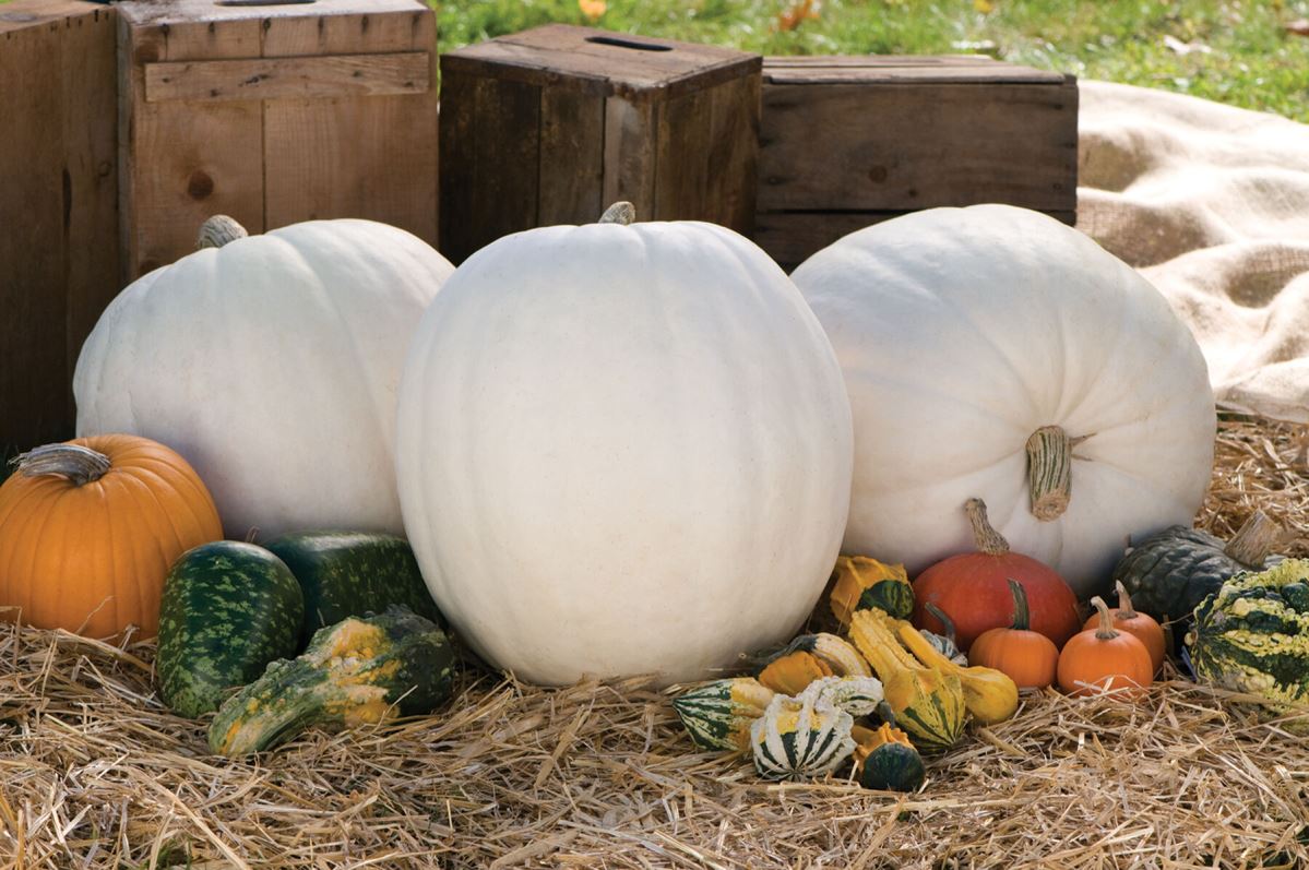 Polar Bear – Pumpkin Seed