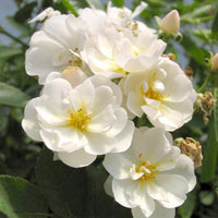 Gourmet Popcorn Rose