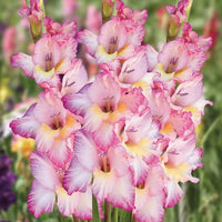 Gladiolus- Priscilla