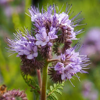 Heirloom Non-GMO Violet Lacy Phacelia Flower Seeds for Garden Pollinator Planting