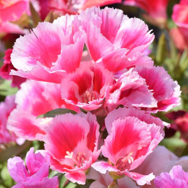 Godetia- Azalea Rembrandt