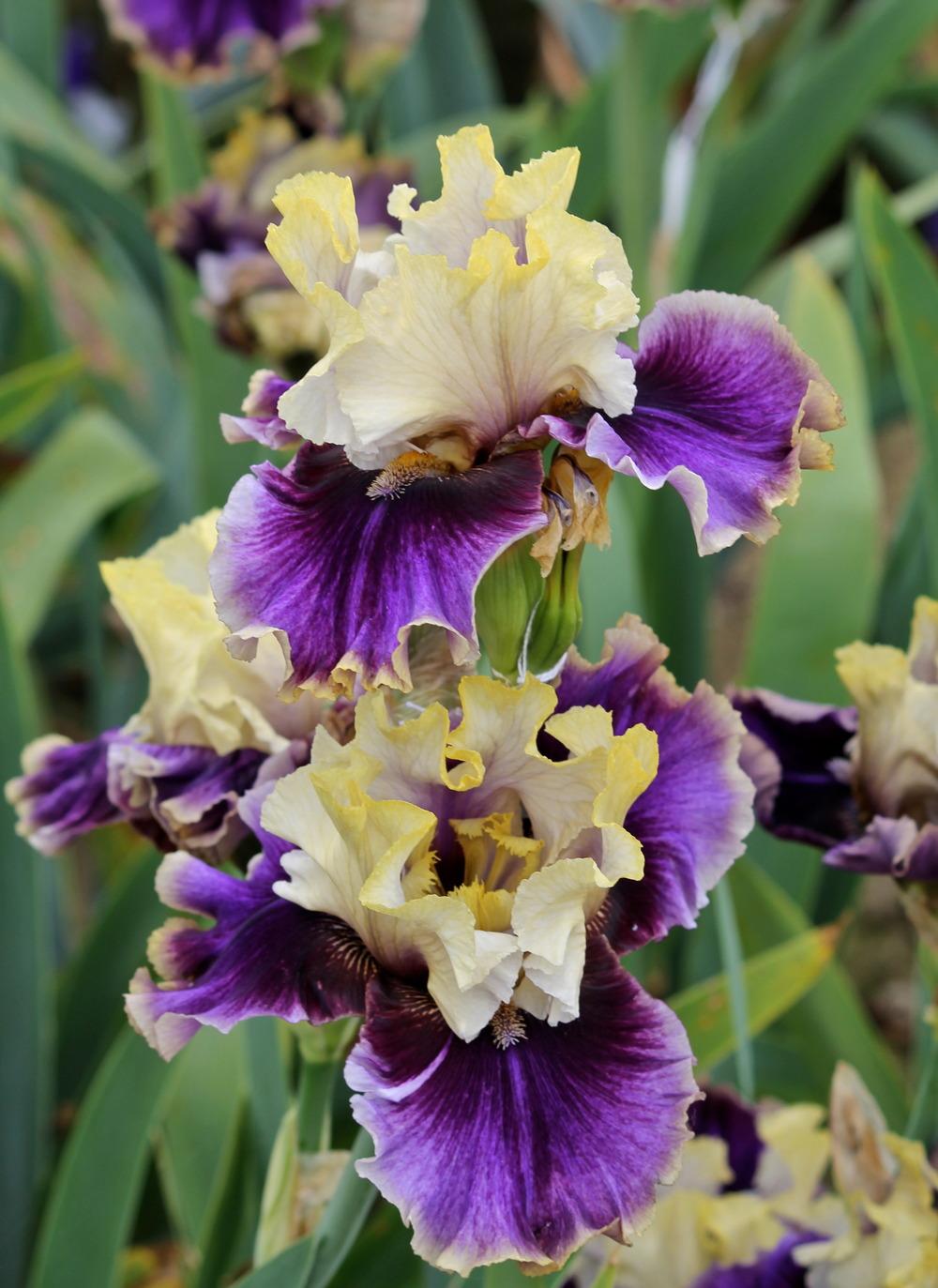 Let's Romp Bearded Iris