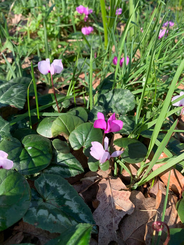 Christmas Tree Pattern Hardy Winter-Blooming Cyclamen Seeds