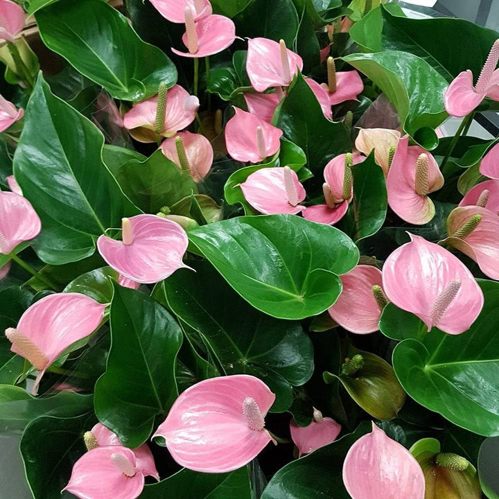 Heirloom Non-GMO Anthurium Flower Seeds for Planting – Baby Pink Exotic Beauty Blooms