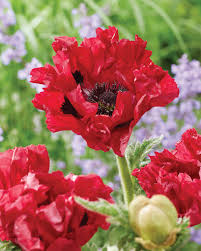 Red Rumble Oriental Poppy