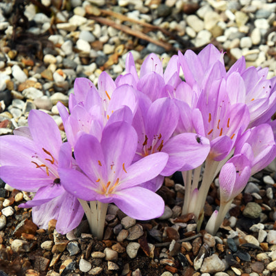 Colchicum- Byzantinum