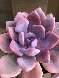 Organic Semillas De Flores Flower Seeds for Planting – Heirloom, Non-GMO