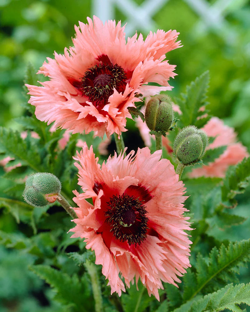 Pink Ruffles Oriental Poppy