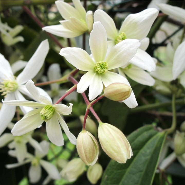 Heirloom Clematis Montana Flower Seeds, Non-GMO Climbing Blooms for Planting
