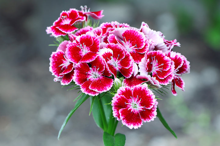 White Pink Dianthus Barbatus Flower Seeds for Planting - 100