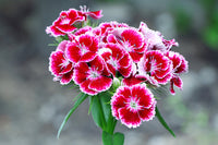 White Pink Dianthus Barbatus Flower Seeds for Planting - 100