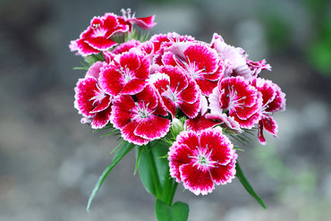 White Pink Dianthus Barbatus Flower Seeds for Planting - 100