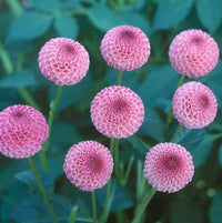 Dahlia- Frank Holmes (Tuber)