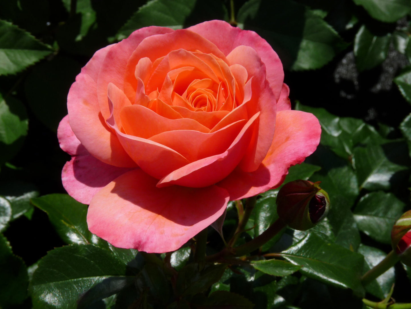 Rose- Coral Lions Rose