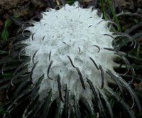 Heirloom Non-GMO Saussurea Plant Seeds for Unique Foliage and Alpine Garden Planting