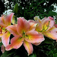 Salmon Party Oriental Carpet Border Lily Seeds