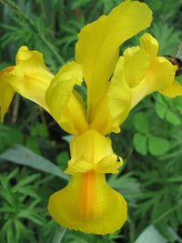 Dutch Iris- Orange Beauty