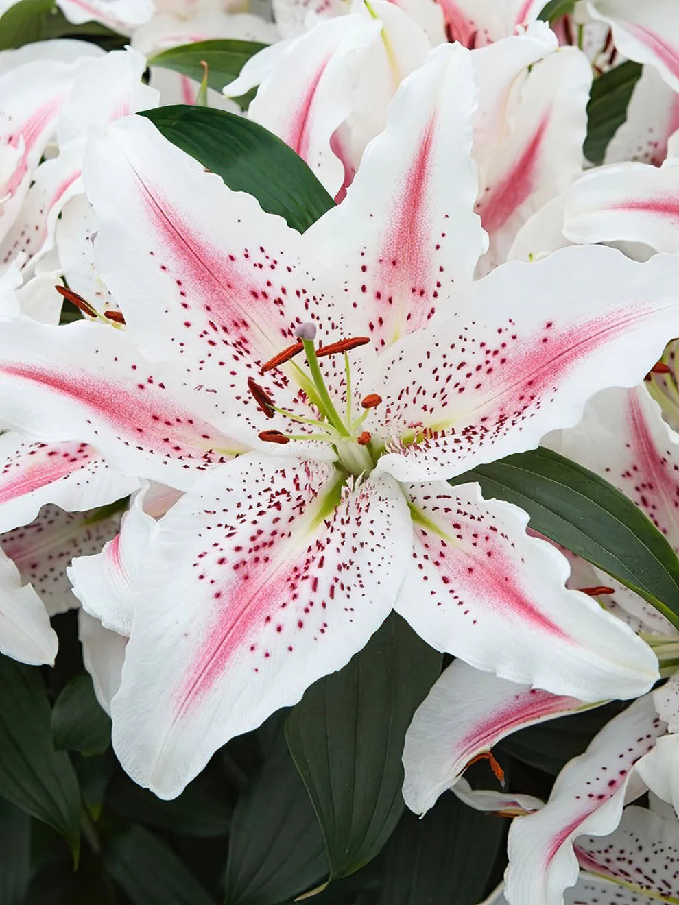 Oriental Lily- Lovely Day