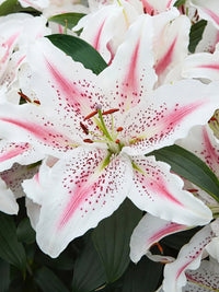 Oriental Lily- Lovely Day