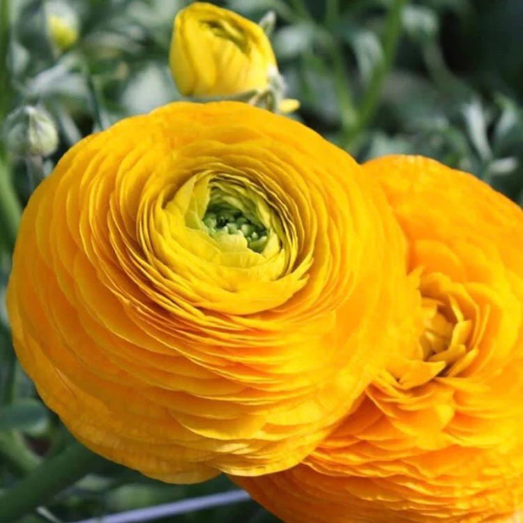 Ranunculus- Elegance Giallo 54-09