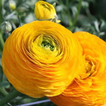 Ranunculus- Elegance Giallo 54-09
