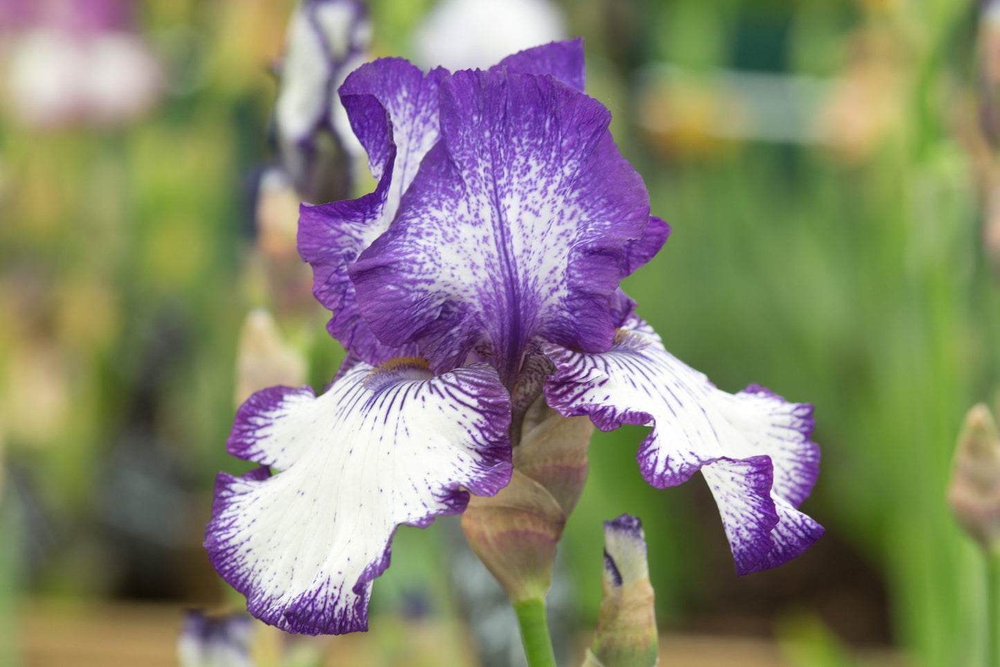 Jawbone Flats Bearded Iris