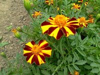 Heirloom Marigold Mr. Majestic Flower Seeds, Non-GMO Striped Blooms for Vibrant Garden Planting