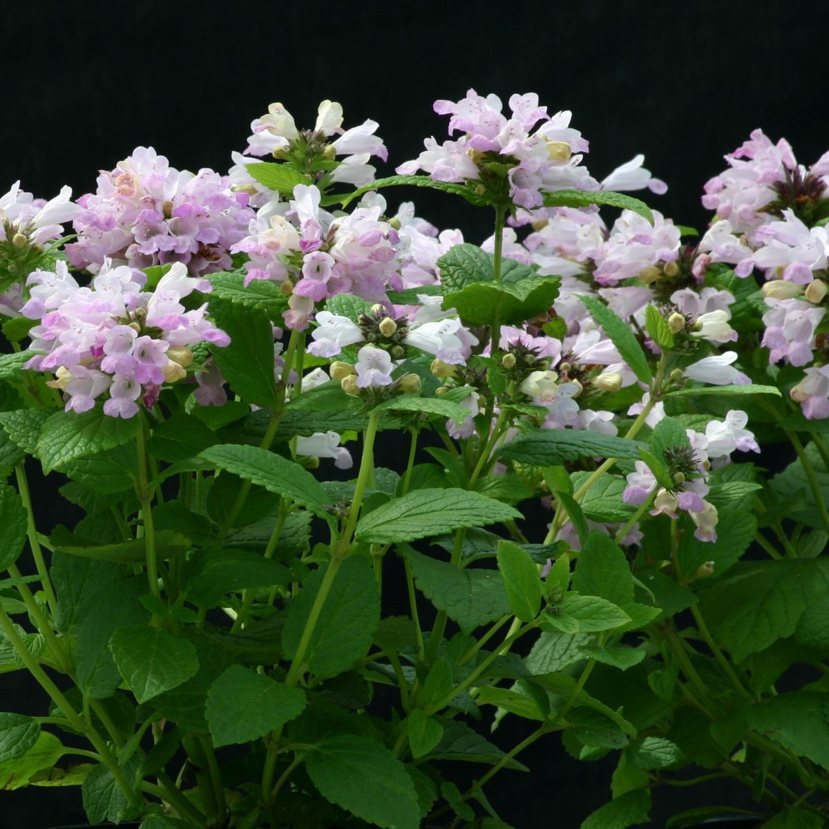 Catmint- Pink Panther