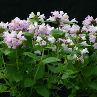 Catmint- Pink Panther