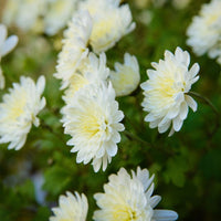 Chrysanthemum- Frosty White (seedling)