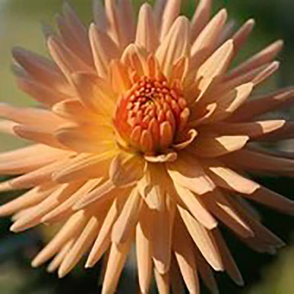 Dahlia- Embrace (Tuber)