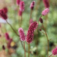 Menzies' Burnet