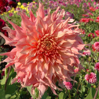 Dahlia- Watermelon (Tuber)