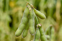 Chiba Green – Organic Soybean Seed