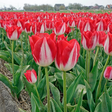 Kissable Tulip Seeds