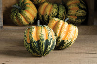 Carnival – Pumpkin Seed