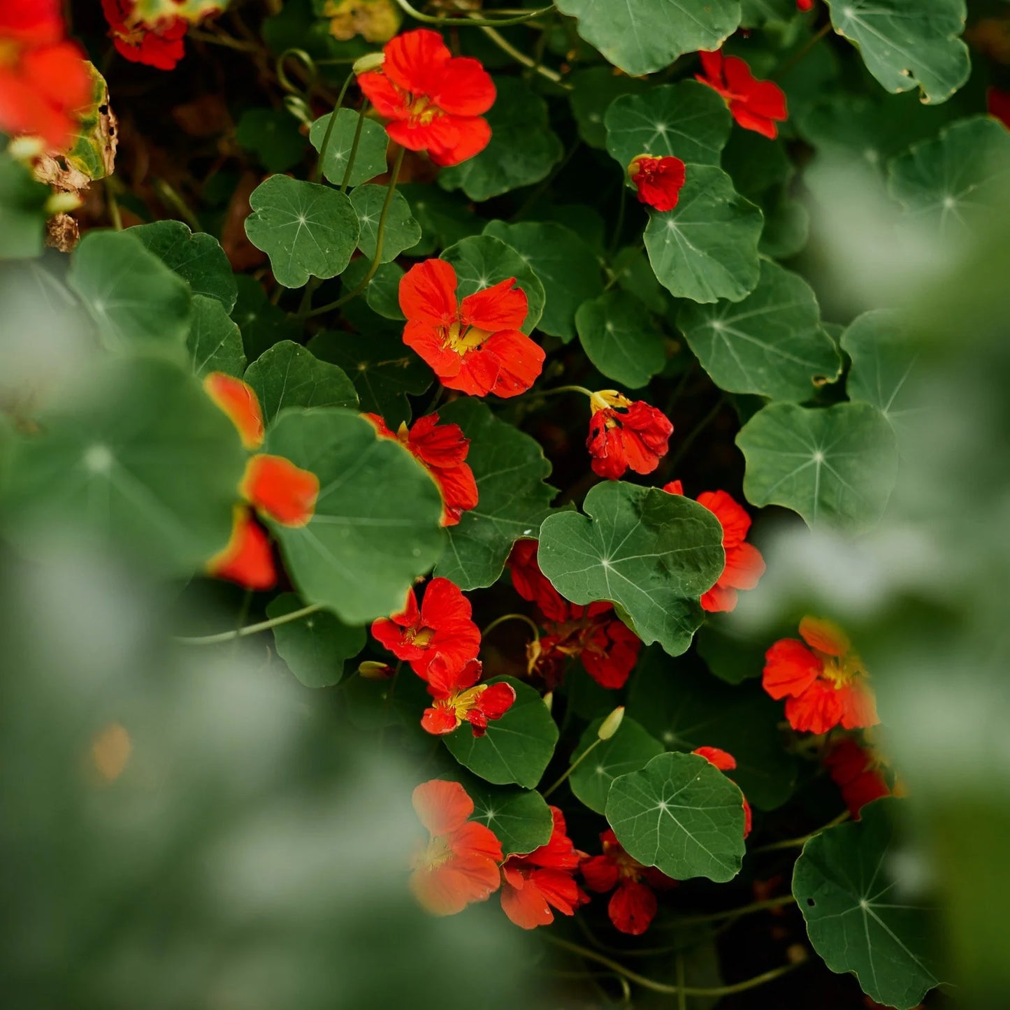 Nasturtium- Gleam Scarlet
