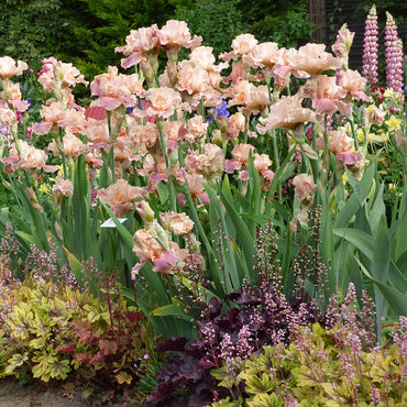 Entitled Bearded Iris