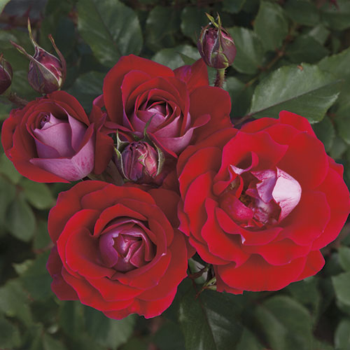 Take It Easy 24 Patio Tree Rose